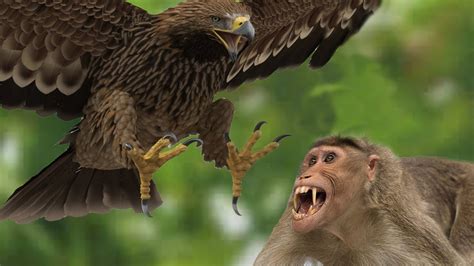 Monkey Punished For Egg Theft Eagle Inflicts Severe Talon Wounds Video