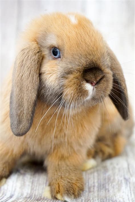 Holland Lop Rabbits For Sale Los Angeles Ca 184059