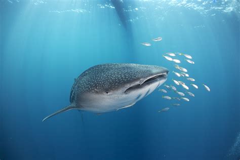 Whale Shark Underwater Ocean Sea Wallpapers Hd Desktop And Mobile