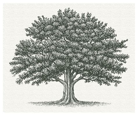 The Tree Illustration Collection By Steven Noble On Behance Oak Tree