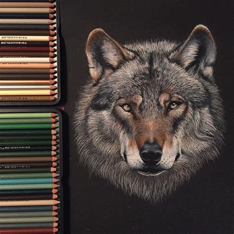 Wolf Drawing Made With Prismacolor Pencils On Black Paper Sold By