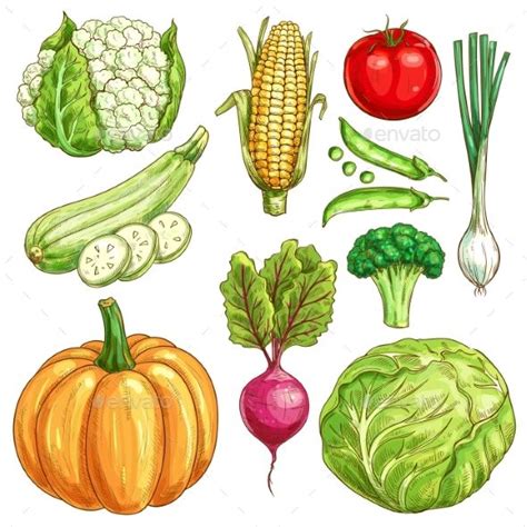 Farm Vegetables Vector Sketch Isolated Icons Set Vegetable Drawing