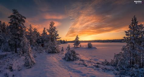 Forest Ringerike Municipality Great Sunsets Trees Frozen Norway