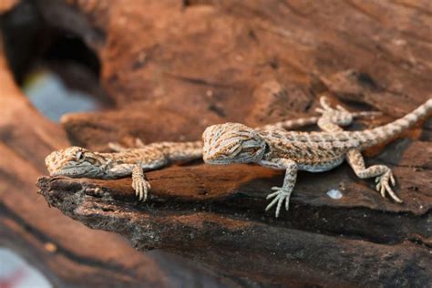 Baby Bearded Dragon Where To Buy Care Habitat Diet Guide