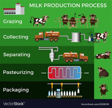 Milk Production Process Royalty Free Vector Image