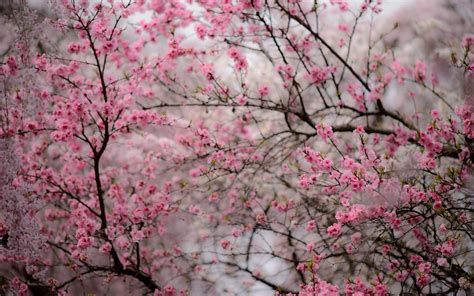 We have an extensive collection of amazing background images carefully chosen by our community. Cherry Blossom Desktop Wallpaper (80+ images)