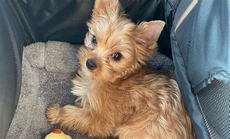 Golden Yorkie Facts And Pictures