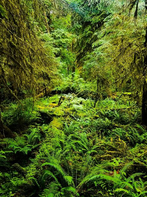 Beautiful Rainforest In The Pacific Northwest Hoh Rainforest