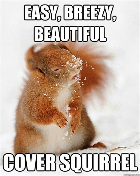 Cover Squirrel Squirrel Funny Funny Animal Memes Funny Animal Pictures