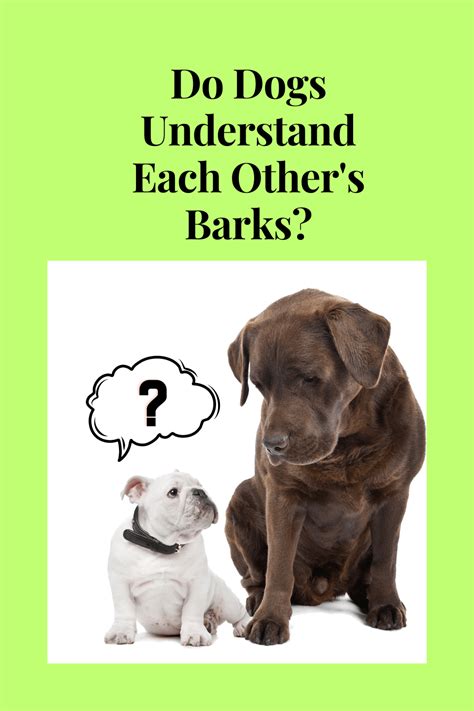 Do Dogs Understand Other Dogs Barks Waggy Tales