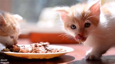 Kittens Eating Actual Cat Food For The First Time Youtube