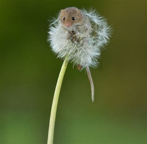 Cute Tiny Mouse 3 Pics Amazing Creatures