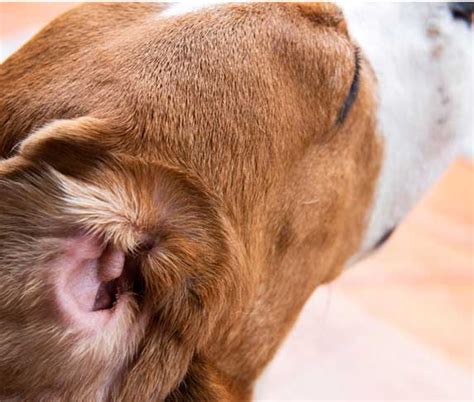 How To Tell If Your Basset Hound Has An Ear Infection Signs