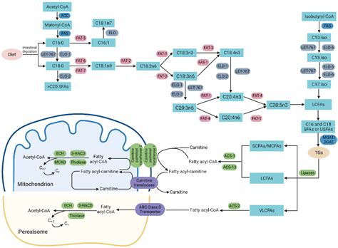 Ijms Free Full Text Application Of Caenorhabditis Elegans In Lipid