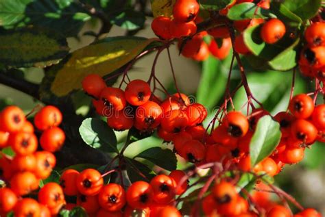 Pyracantha Angustifolia With Bright Orange Berries In The Sunlight