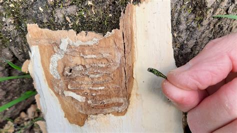 Whro The Deadly Emerald Ash Borer Continues To Invade Virginia Trees And Its Entering