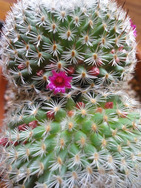 Las siguientes fotos le permitirá identificar cactus y otras plantas suculentas. Mammillaria | Cactus, Suculentas y Flores