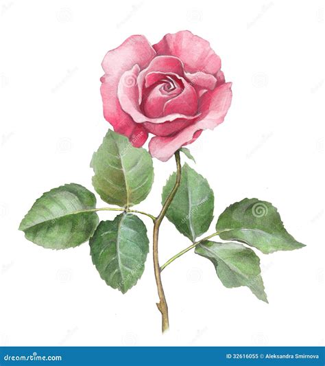 Watercolor Illustration Of Rose Royalty Free Stock Photo Image 32616055