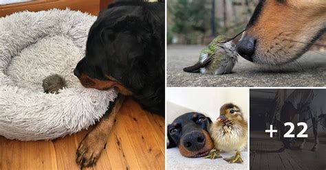 25 Wholesome Photos Of Adorable Animals Being Friends With Other