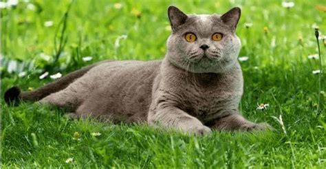 British Shorthair Cat Breed Profile