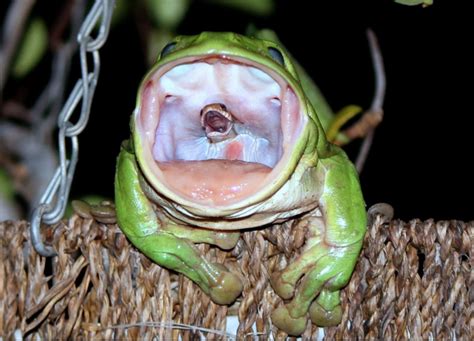 This Animal Inside Frogs Mouth Roddlyterrifying