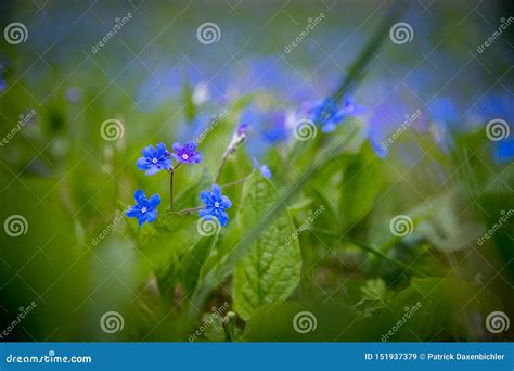 Blue Forget Me Not And Colourful Wildflowers In Spring Stock Image