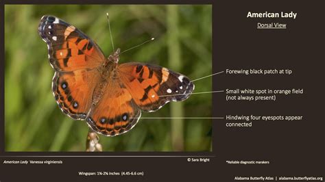American Lady Alabama Butterfly Atlas