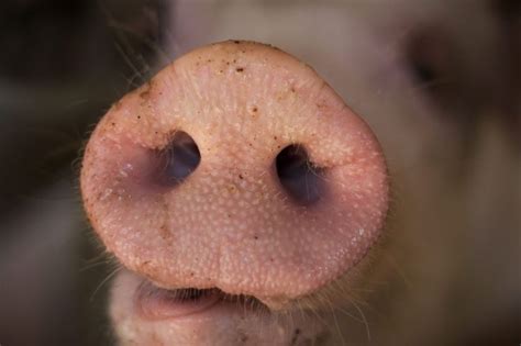 Pigs Nose Animal Noses Cute Piggies Pig Nose