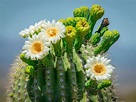 Cómo cultivar y cuidar el cactus Saguaro | lovethegarden | Alai