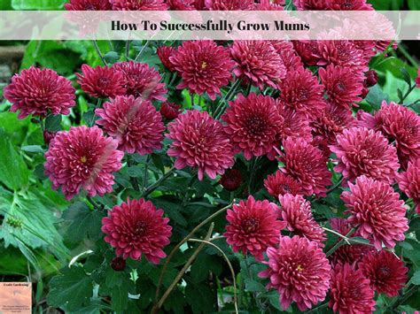 How To Successfully Grow Mums Fall Blooming Flowers Blooming Plants