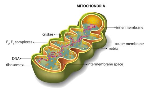 Mitochondria Functions
