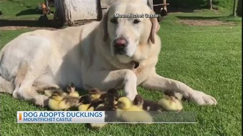 Labrador Retriever Fred Adopts Ducklings Youtube