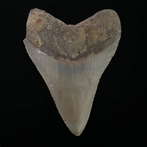 531 Serrated Megalodon Shark Tooth Fossil The Fossil Exchange