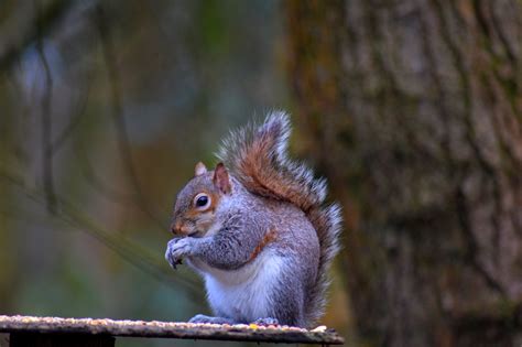 Hintergrundbilder Schwanz Kreatur Natur Draußen Ast Tierwelt Bokeh Whiskers Frühling