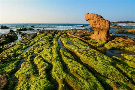 Green Algae On A Rock Stock Photo Image Of Ocean Beauty 150302626