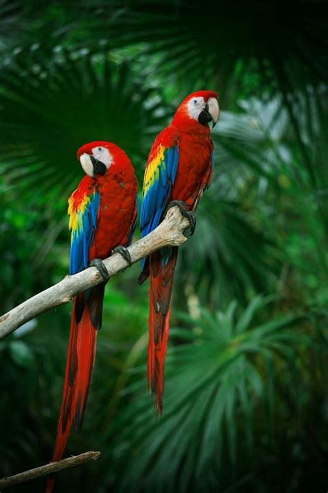 Couple Scarlet Macaws Pet Birds Parrots Art Parrot Wallpaper