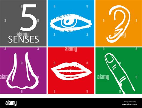 Five Senses Icon Set Vector Illustration Stock Photo Alamy