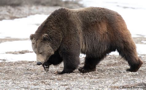 brown bears info pics and videos