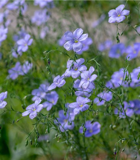 Blue Flax Perenne 1500 Seeds Linum Perenne Heirloom Open Pollinated