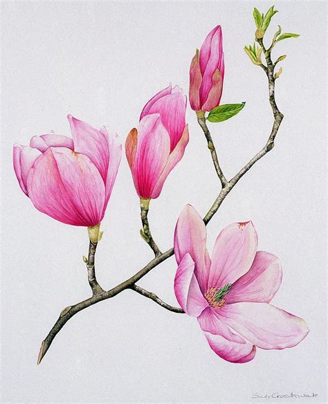 Magnolia By Sally Crosthwaite Flower Art Painting Floral Watercolor