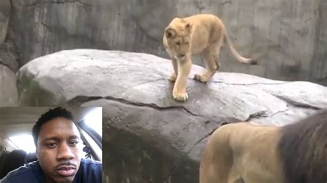 Lion Cubs Meet Their Dad For The First Time At The Zoo Youtube