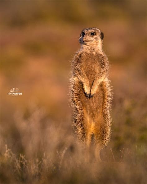 Spotting Meerkats In Oudtshoorn South Africa Africa Photography