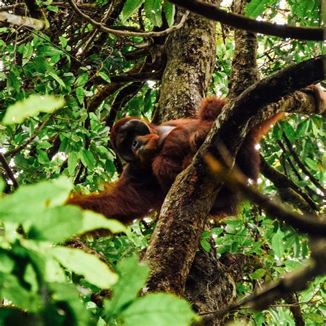 We did not find results for: Gambar Hewan Endemik Sumatera