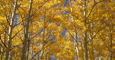 Co Horts Native Plants For Fall Color