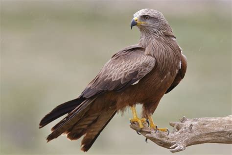 10 Birds That Look Like Eagles With Pictures Optics Mag