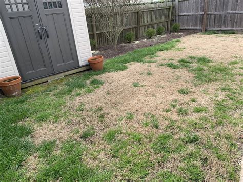 What To Do With An Unsightly Bermudafescue Mix Zone 8a Lawncare