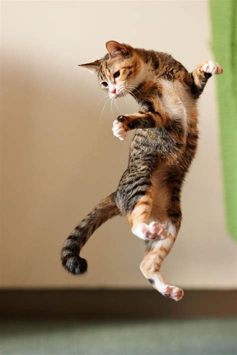 68 Best Cats In Action Images On Pinterest Kitty Cats