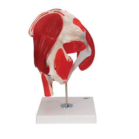 Anatomical Teaching Models - Plastic Human Joint Models - Hip Joint Model with Muscles