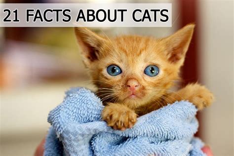 21 Cat Facts You Really Need To Meow Cat Facts Kittens Cats