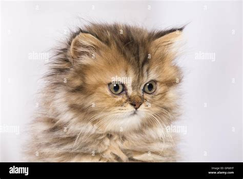 Cute Persian Cat Kitten